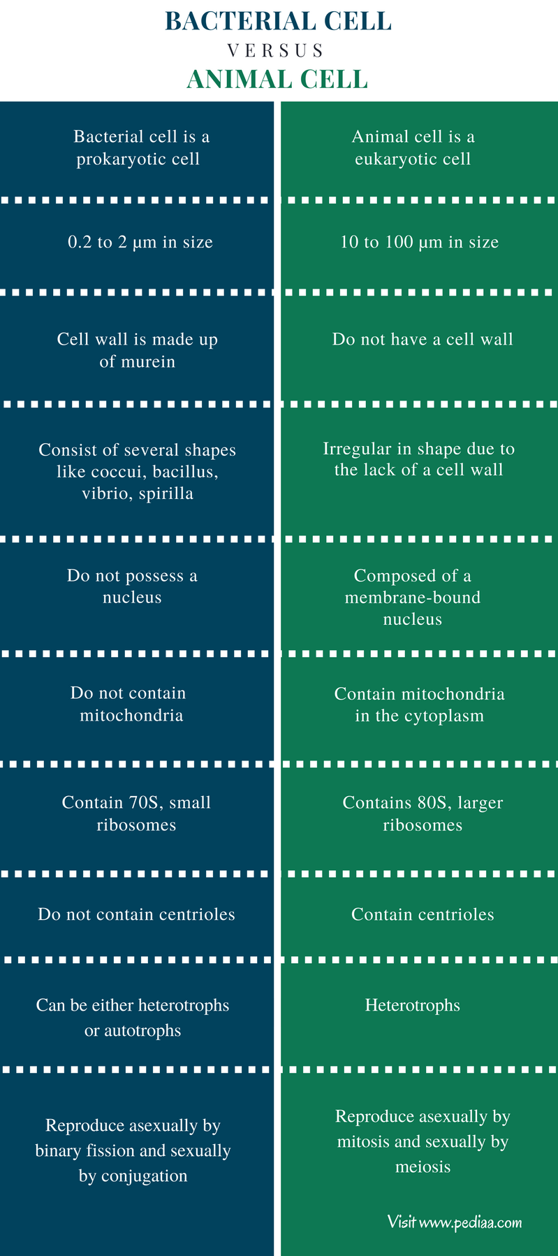 difference-between-bacterial-cell-and-animal-cell-cellular-structure