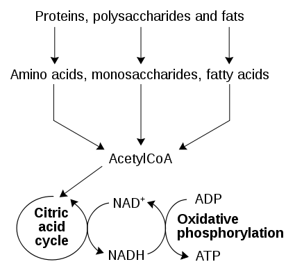 Main Difference - Catabolism vs Metabolism