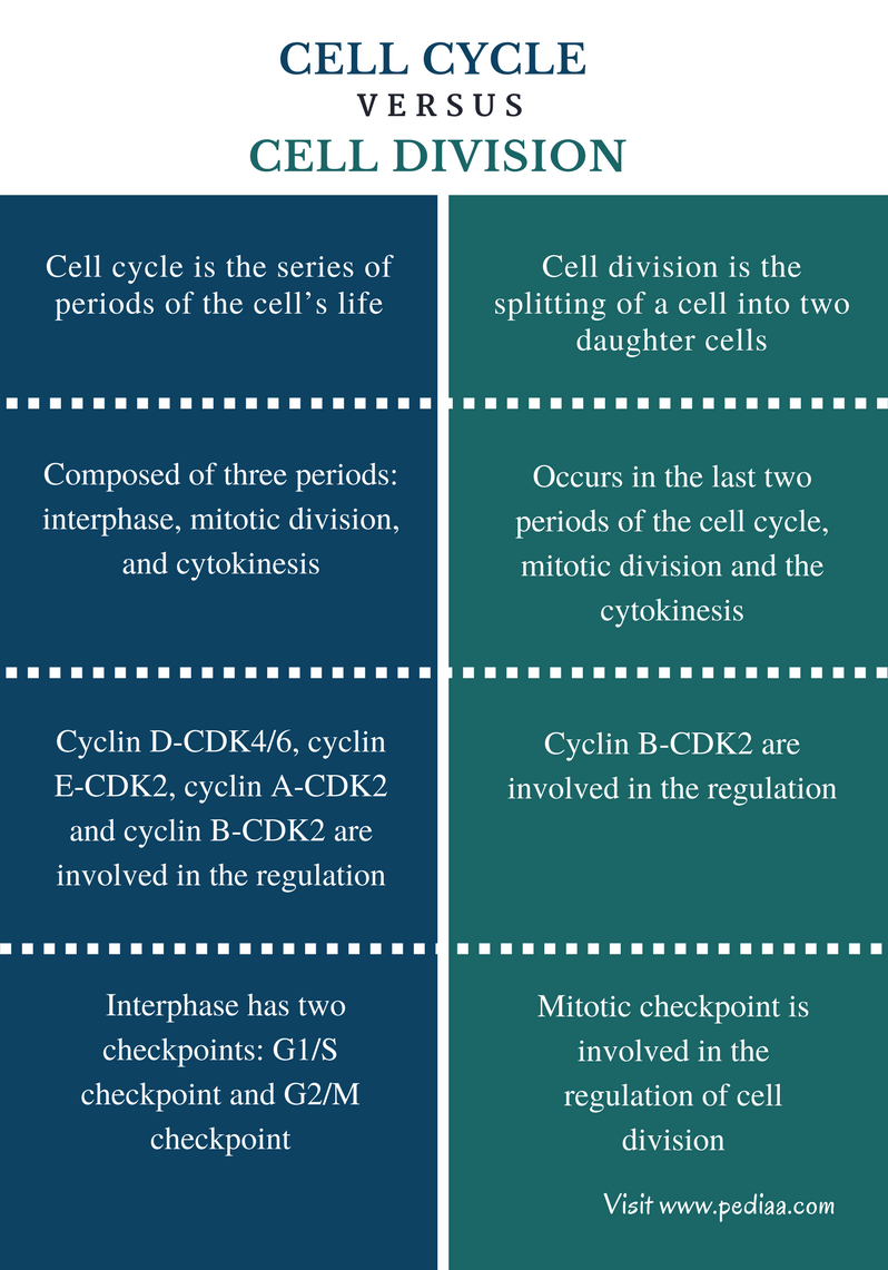 difference-between-cell-cycle-and-cell-division-phases