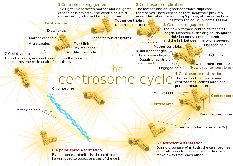 Difference Between Centriole And Centrosome Pediaa