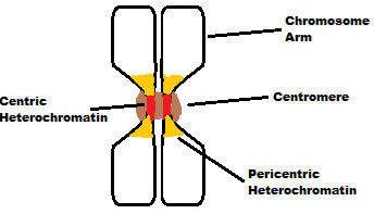 Key Difference - Centromere vs Kinetochore