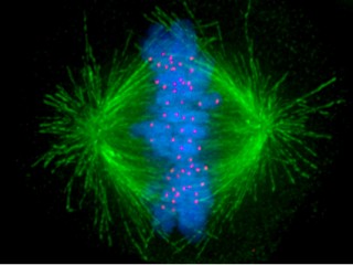 Difference Between Centromere And Kinetochore Definition Structure