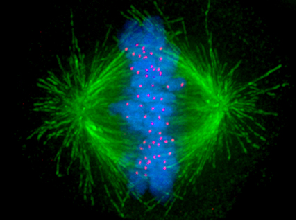 Difference Between Centromere and Kinetochore - 3