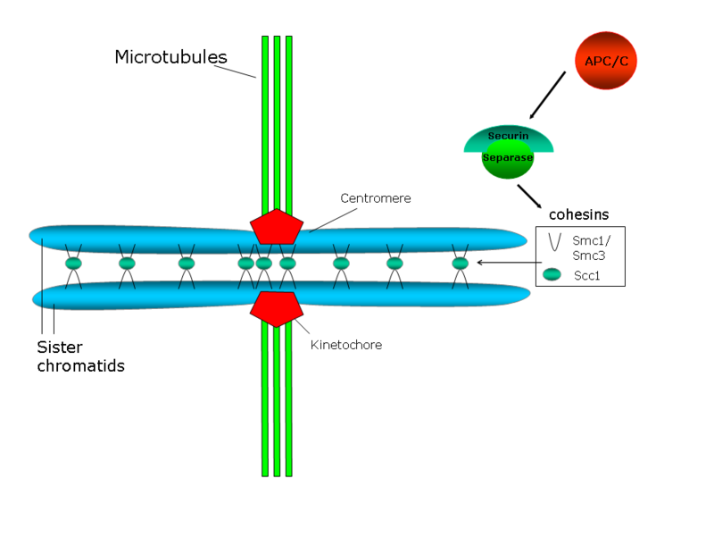 Difference Between Centromere and Kinetochore - 4