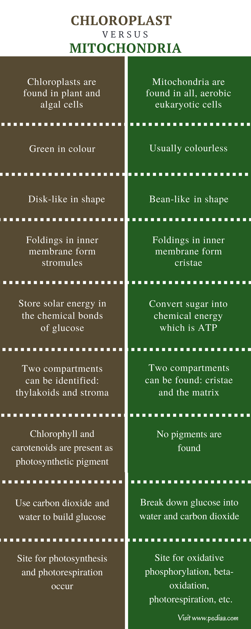 Difference Between Chloroplast And Mitochondria Structure Function Comparison