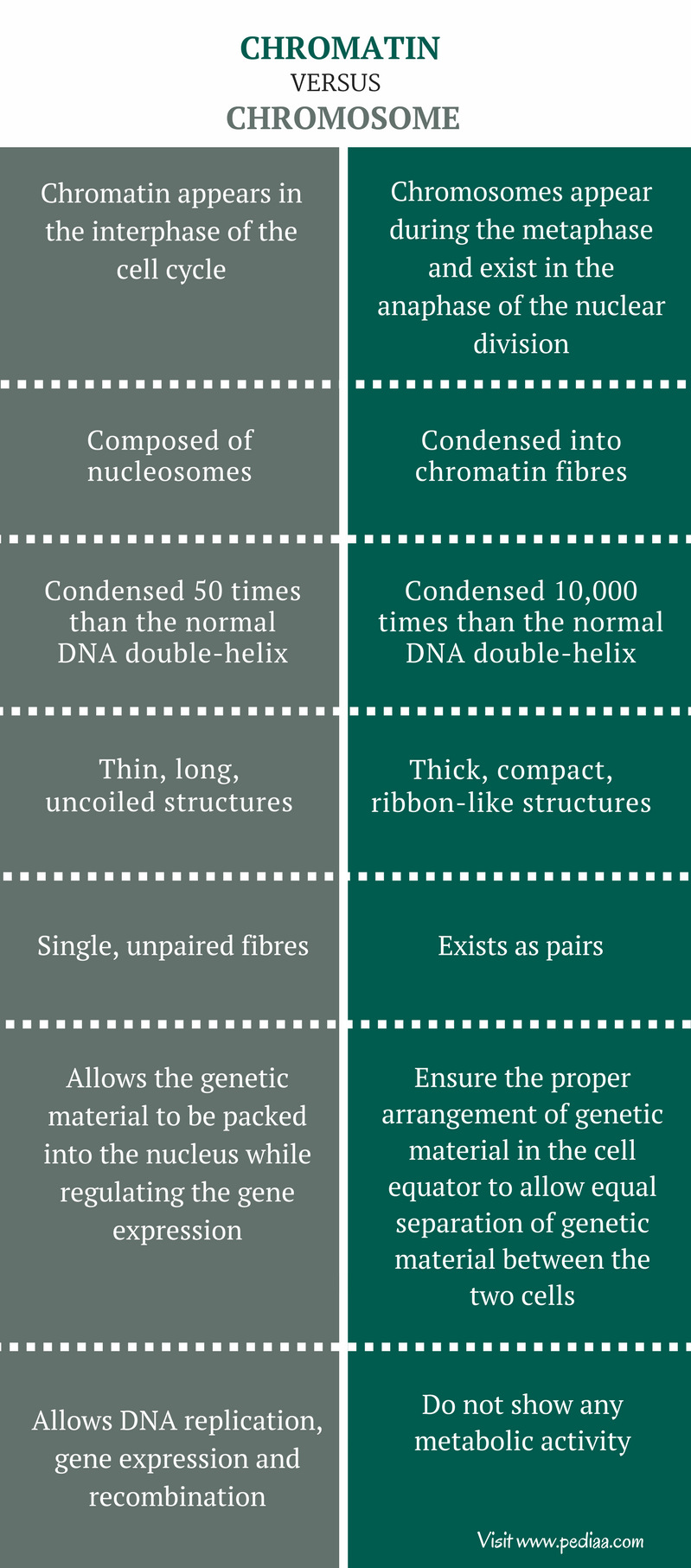 difference-between-chromatin-and-chromosome-structure