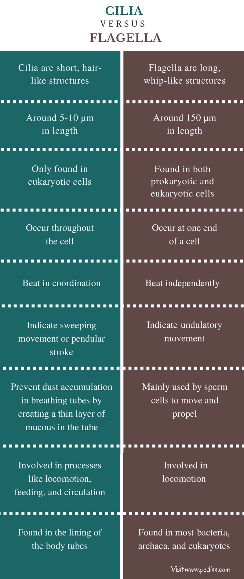 difference-between-cilia-and-flagella-structure-types-functions