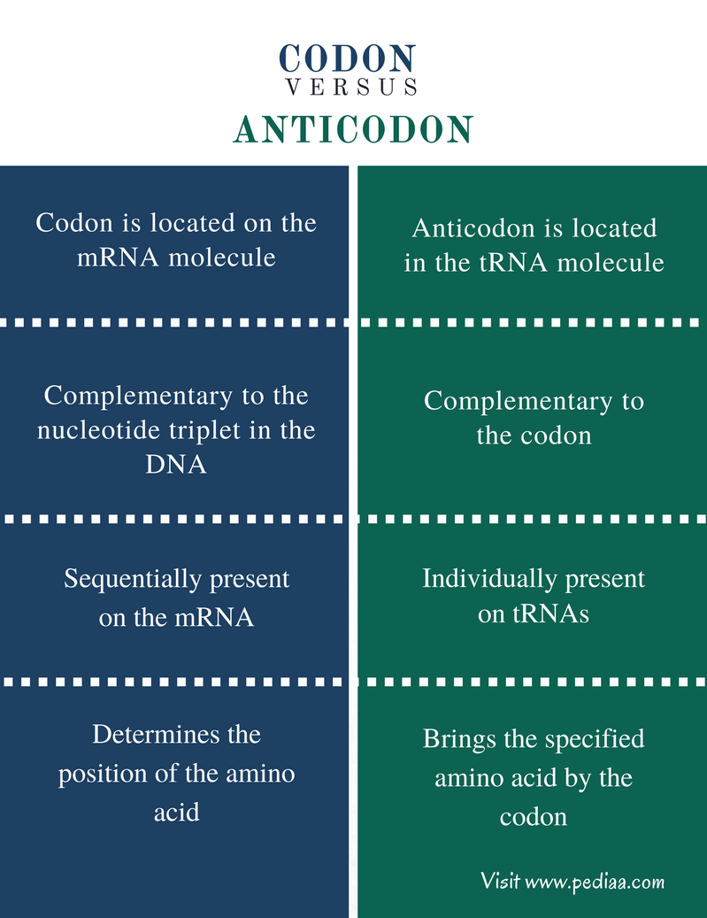 difference-between-codon-and-anticodon-definition-features-comparison