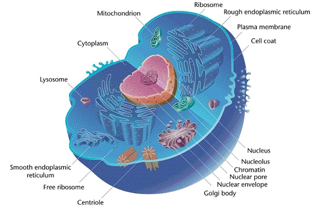 nucleoplasm function in plant cell