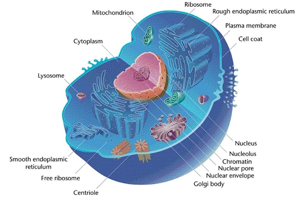 difference-between-cytoplasm-and-nucleoplasm-definition-physical-nature-function-and-comparison