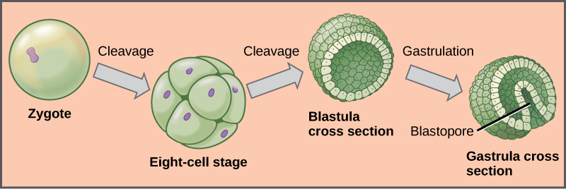 Difference Between Embryo Foetus Gamete and Zygote - Pediaa.Com