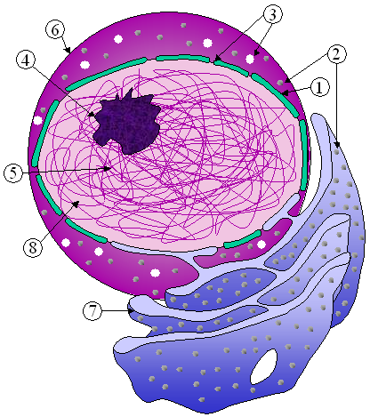 Main Difference - Euchromatin vs Heterochromatin