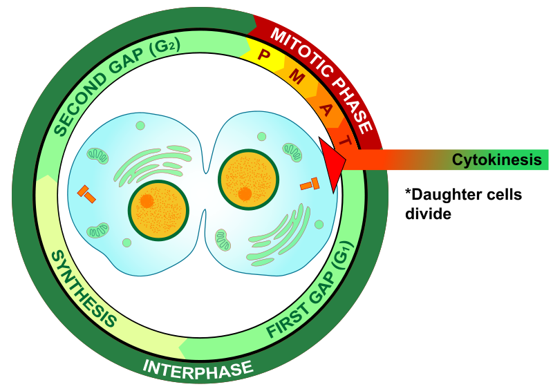 Main Difference - Karyokinesis vs Cytokinesis