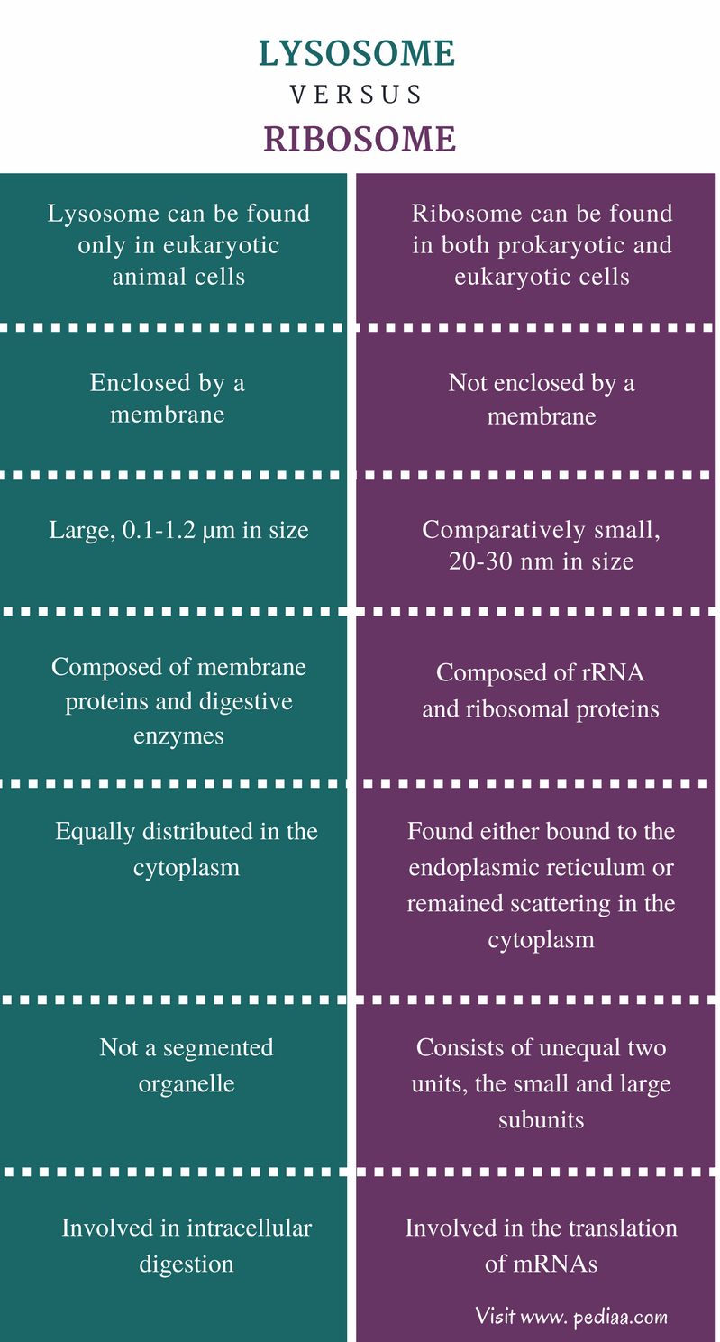 Difference Between Lysosome And Ribosome Structure Function Comparison