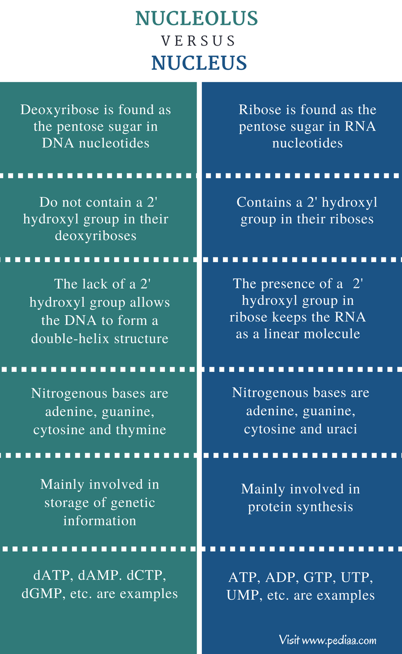 Difference Between DNA and RNA Nucleotides Definition