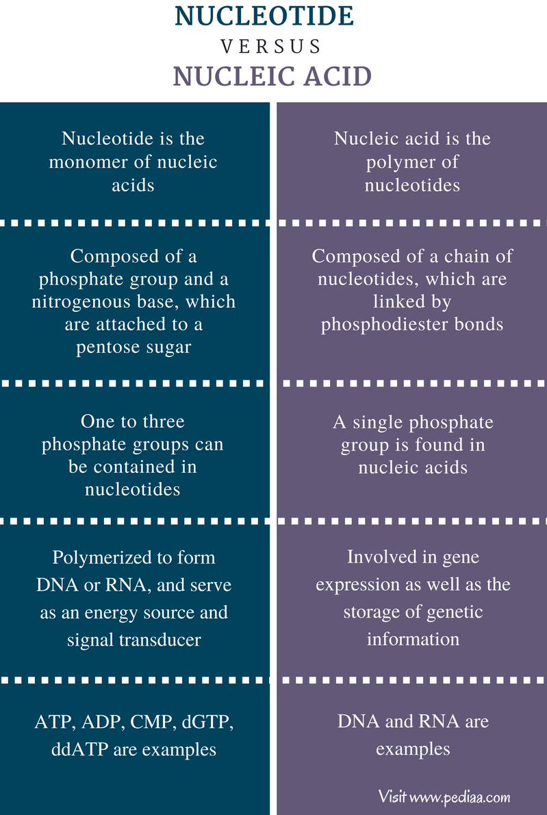 Difference Between Nucleotide And Nucleic Acid Definition Structure And Composition Function Examples