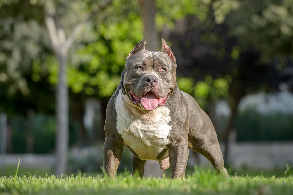 facts about american bully