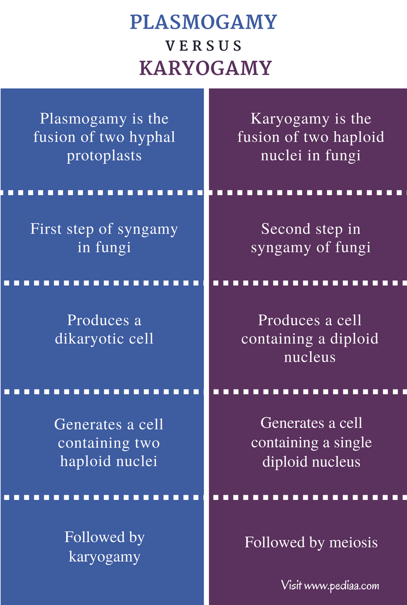 Difference Between Plasmogamy And Karyogamy | Plasmogamy And Karyogamy In  Fungi Difference Between Plasmogamy And Karyogamy | Plasmogamy And Karyogamy In  Fungi