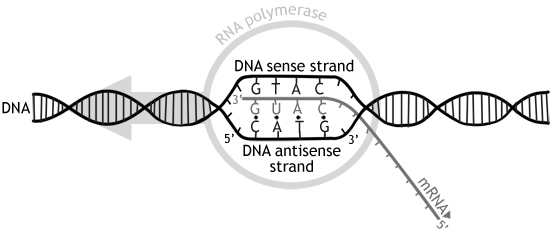 difference-between-sense-and-antisense-strand-definition