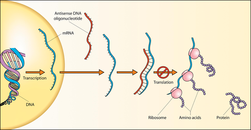 difference-between-sense-and-antisense-strand-pediaa-com