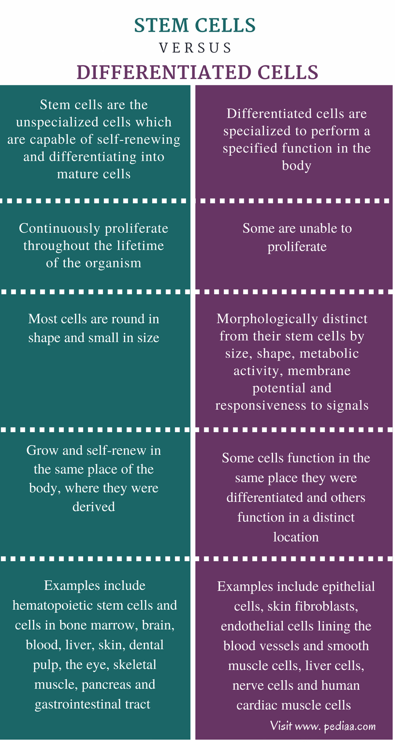 difference-between-stem-cells-and-differentiated-cells-definition