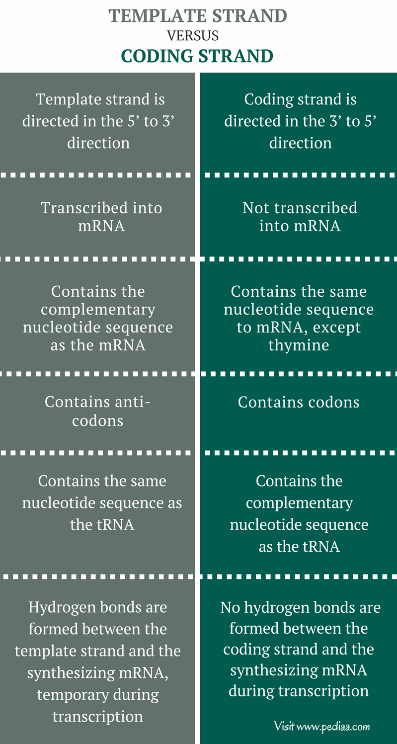 Difference Between Template and Coding Strand Pediaa Com