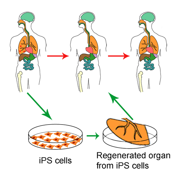 Main Difference - Totipotent vs Pluripotent