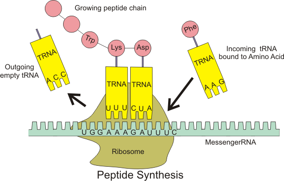 Similarities And Differences Between Mrna And Trna Chart