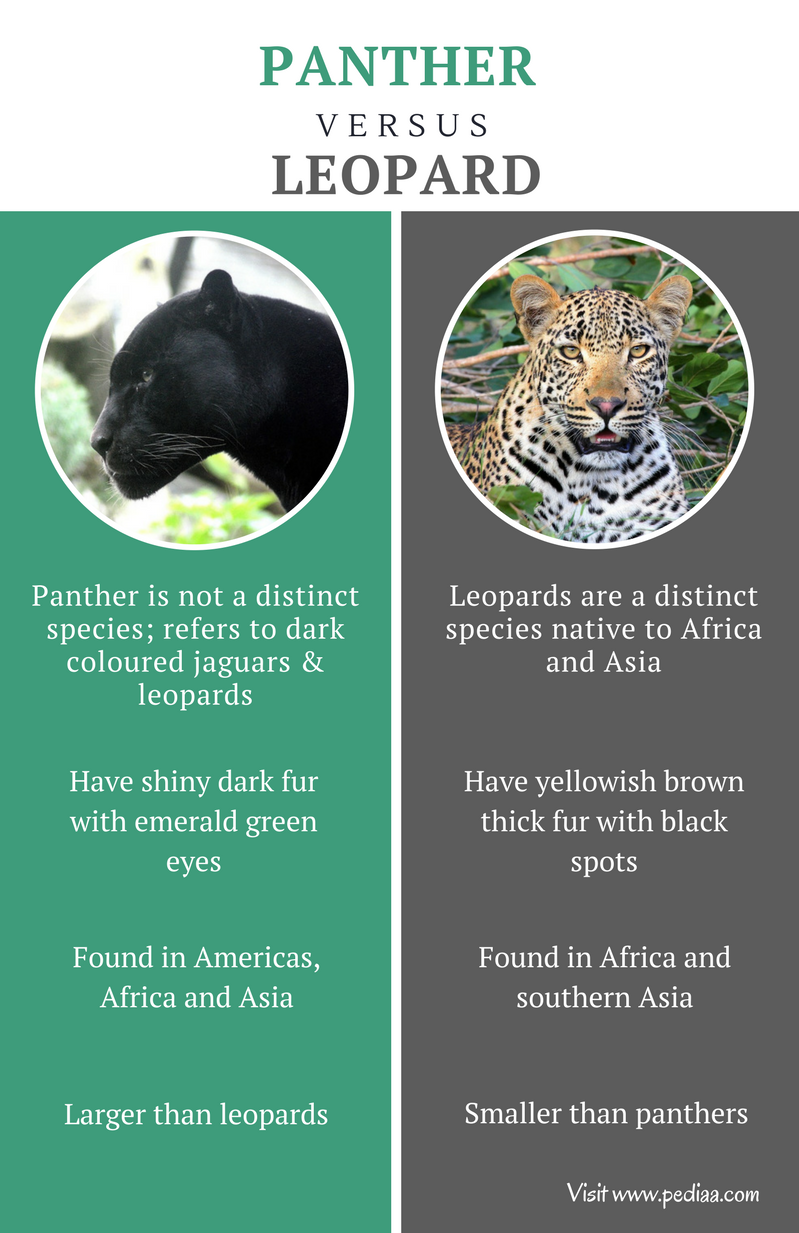 Difference Between Panther And Leopard Facts Features Behaviour Comparison