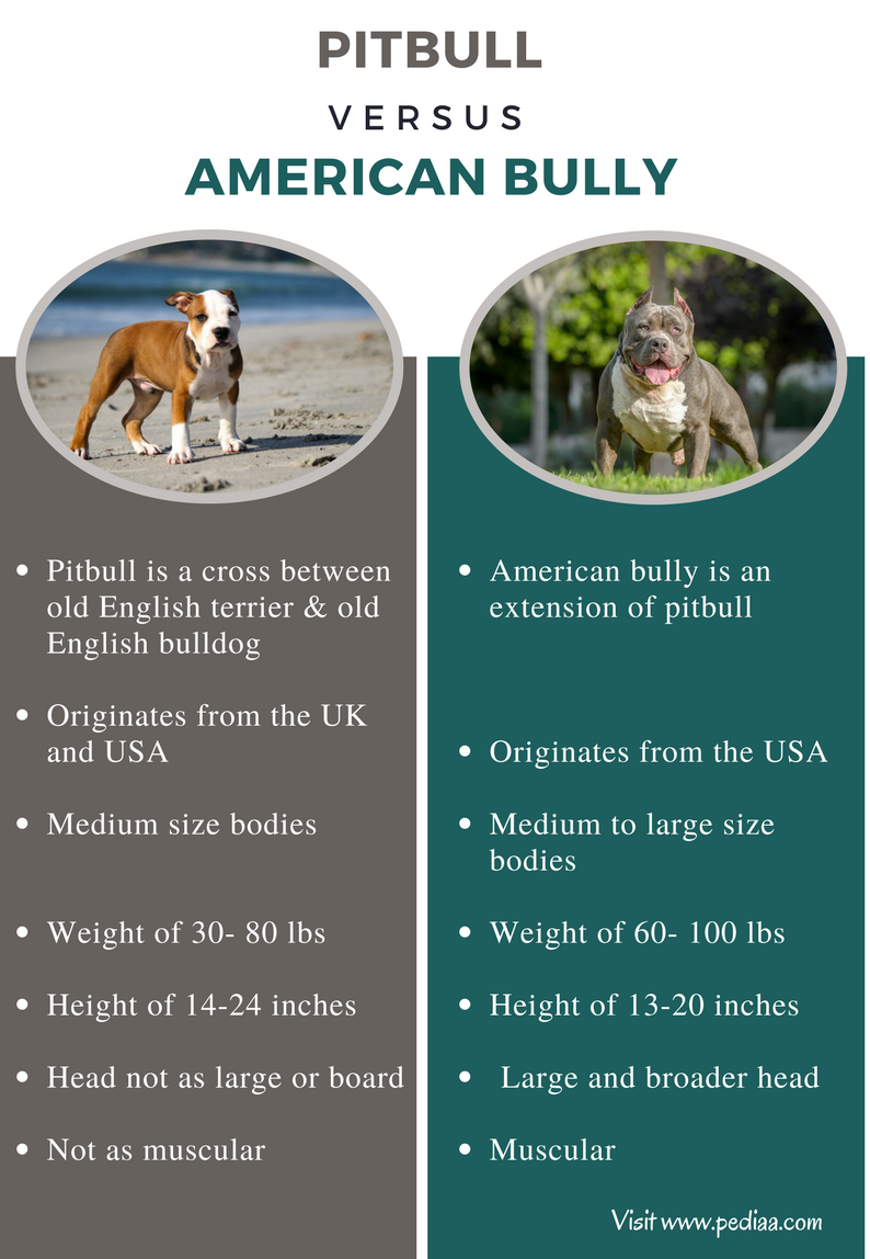 difference between a pitbull and american bully