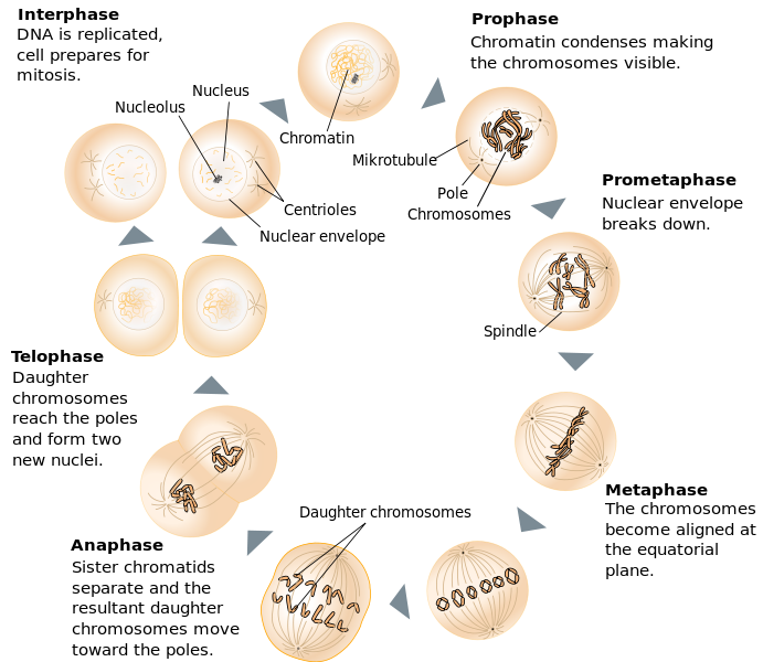 What are the Stages of Mitosis Prophase, Metaphase, Anaphase, Telophase