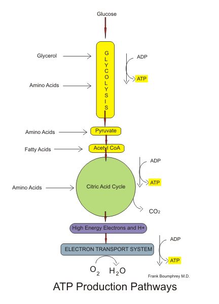 aerobic and anaerobic process