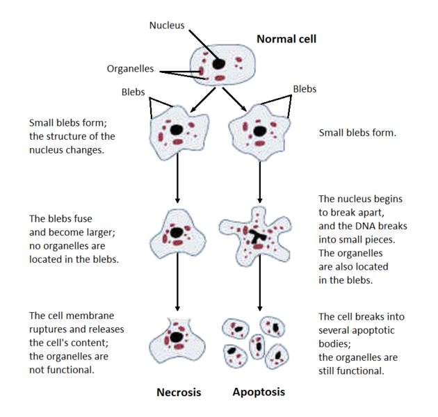 similarities between apoptosis and necrosis