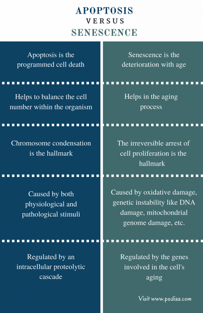 Difference Between Apoptosis And Senescence Pediaa