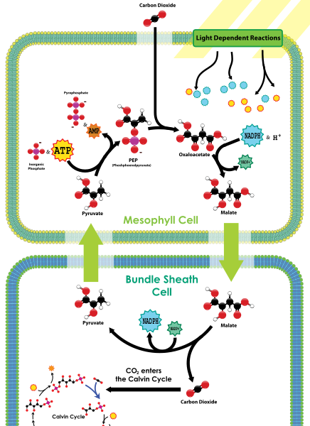Difference Between C3 and C4 Cycle