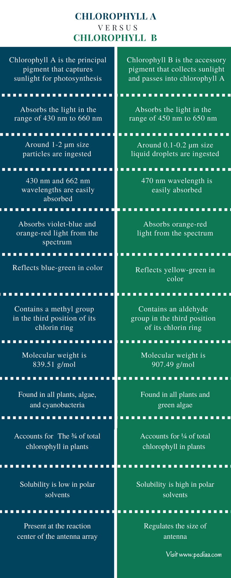 Difference Between Chlorophyll A and B | Definition, Characteristics