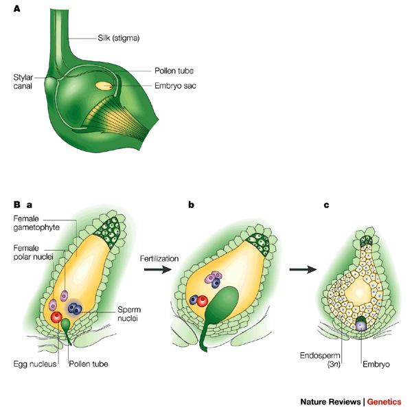 difference-between-double-fertilization-and-triple-fusion-definition