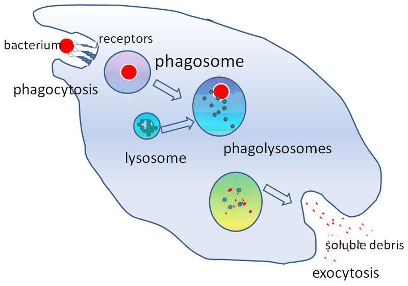 Difference Between Endocytosis And Phagocytosis Pediaa Com