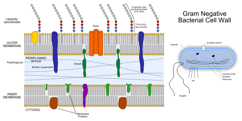 Main Difference - Gram Positive vs Gram Negative Bacteria