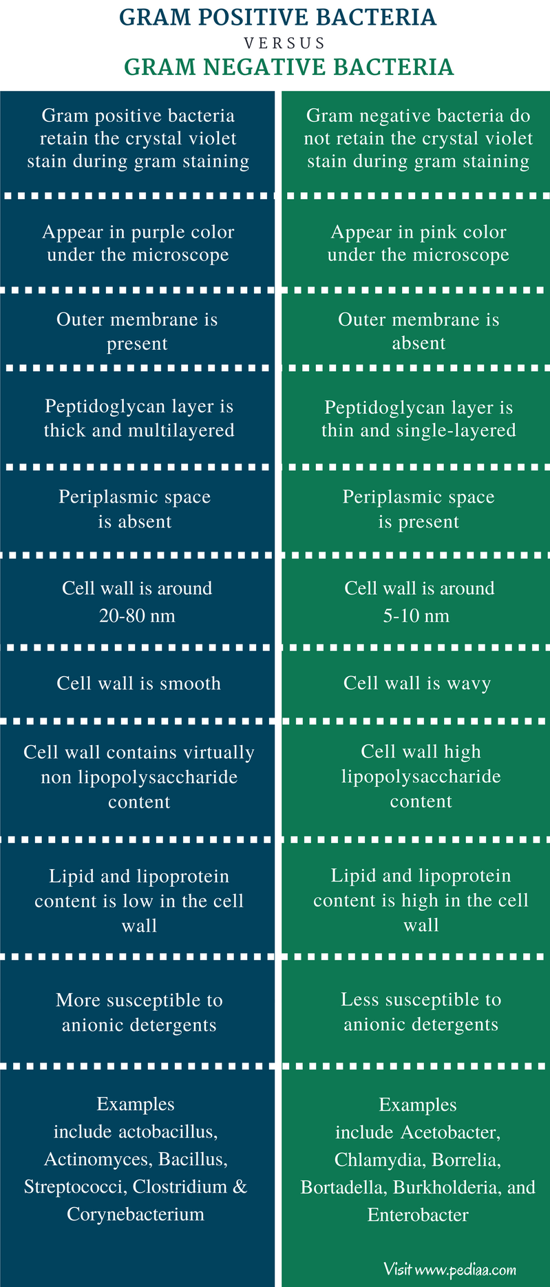 difference-between-gram-positive-and-gram-negative-bacteria-definition-cell-wall-structure