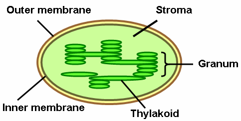 Difference Between Grana And Thylakoid Definition Function Relationship