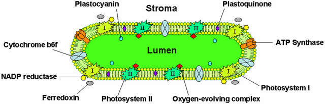 Difference Between Grana and Thylakoid | Definition, Function, Relationship