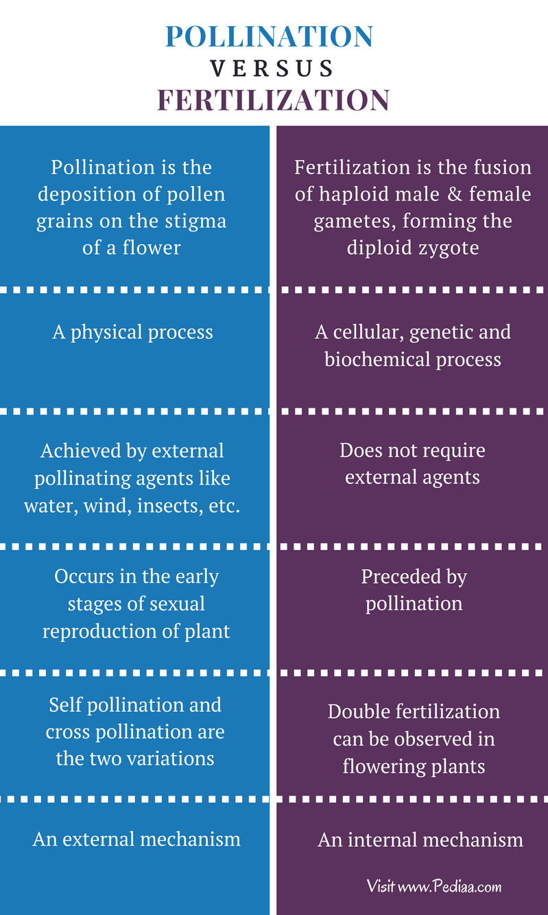 difference-between-pollination-and-fertilization-definition