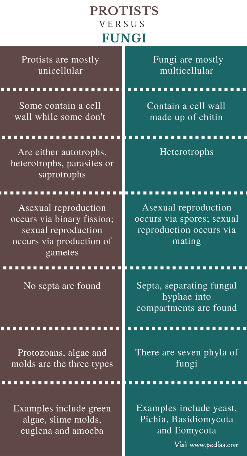 Difference Between Protists and Fungi Characteristics