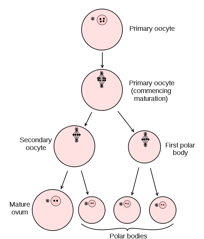 Key Difference - Spermatogenesis vs Oogenesis