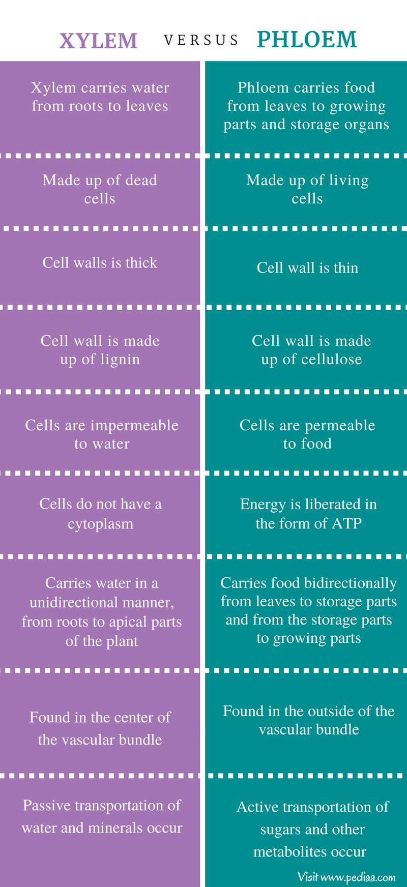 Difference Between Xylem and Phloem - Pediaa.Com