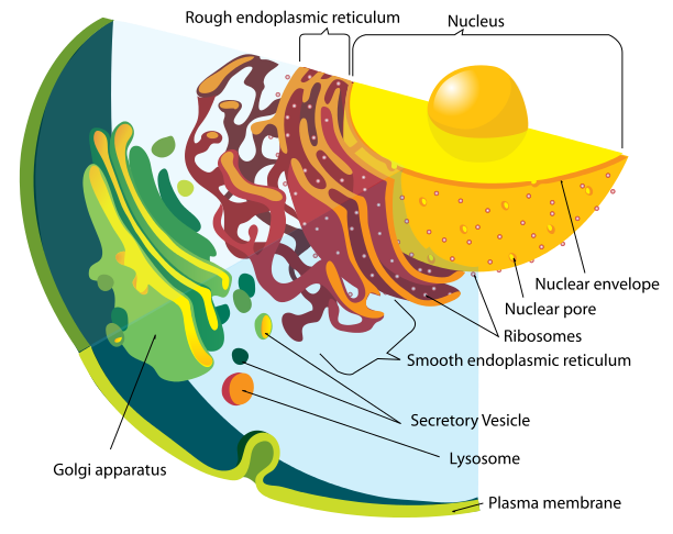 What Are The Two Types Of Endoplasmic Reticulum And What Are Their Functions