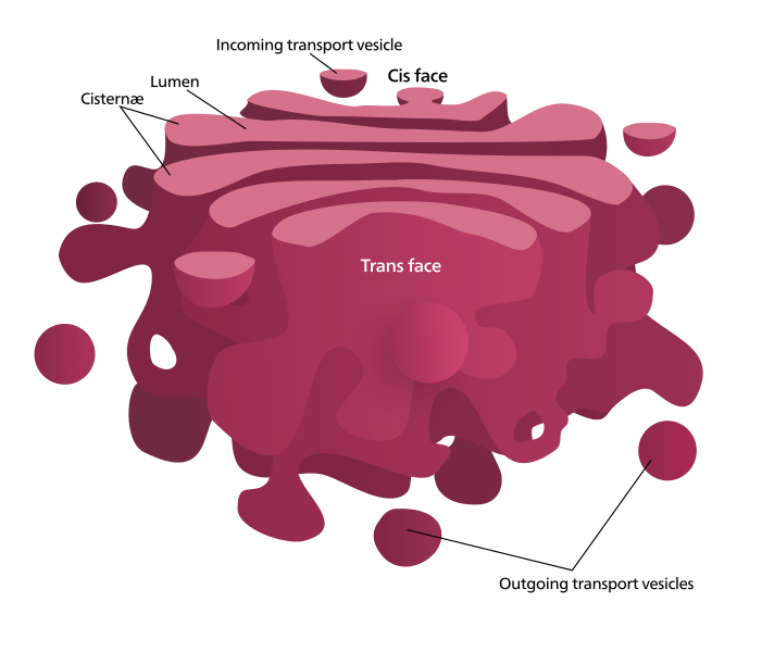 relationship-between-endoplasmic-reticulum-and-golgi-apparatus-pediaa-com