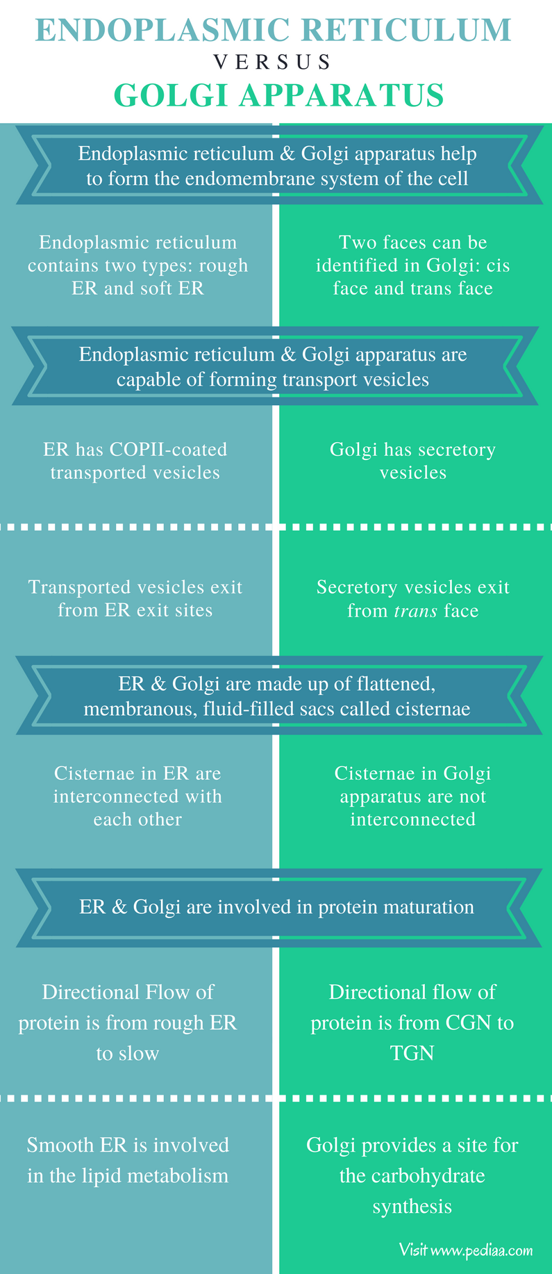 Difference Between Golgi Apparatus And Rough Endoplasmic Reticulum