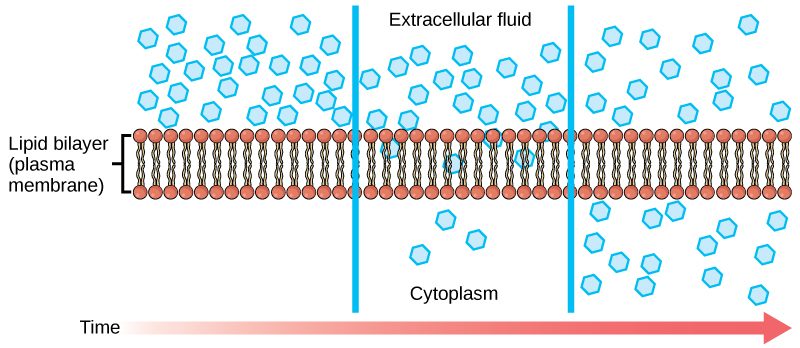 difference-between-active-and-passive-transport-definition-types